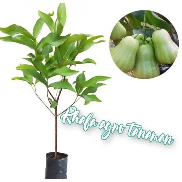 

Terlaris Paket Hemat 2 Bibit Jambu Air Madu Deli