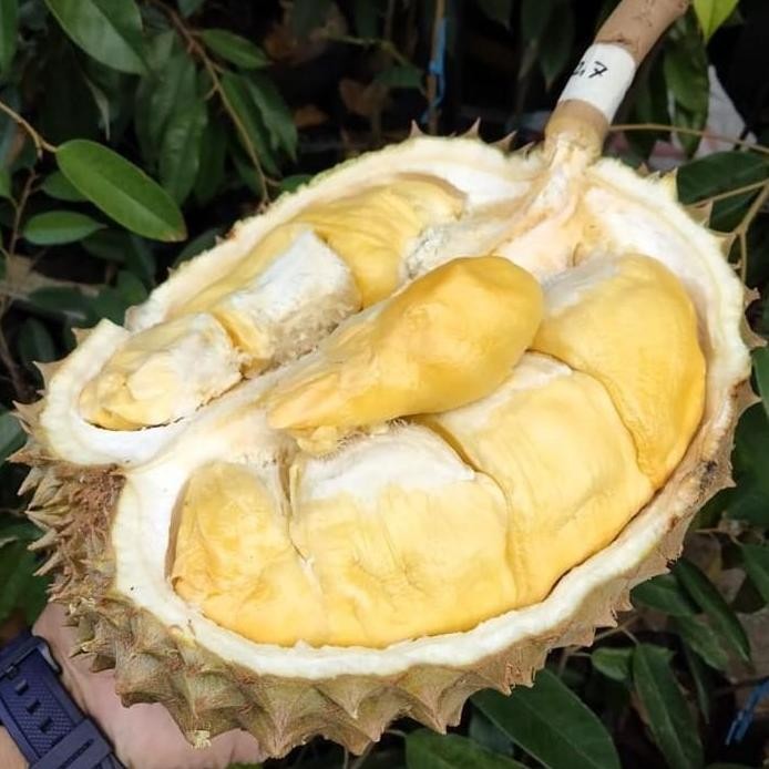 

Terlaris Bibit Tanaman Buah Durian Bawor