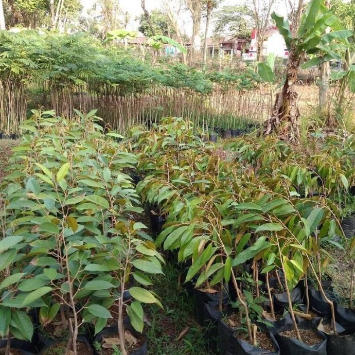 

Terlaris Promo Paket 4 Bibit Durian Musangking Okulasi Genjah