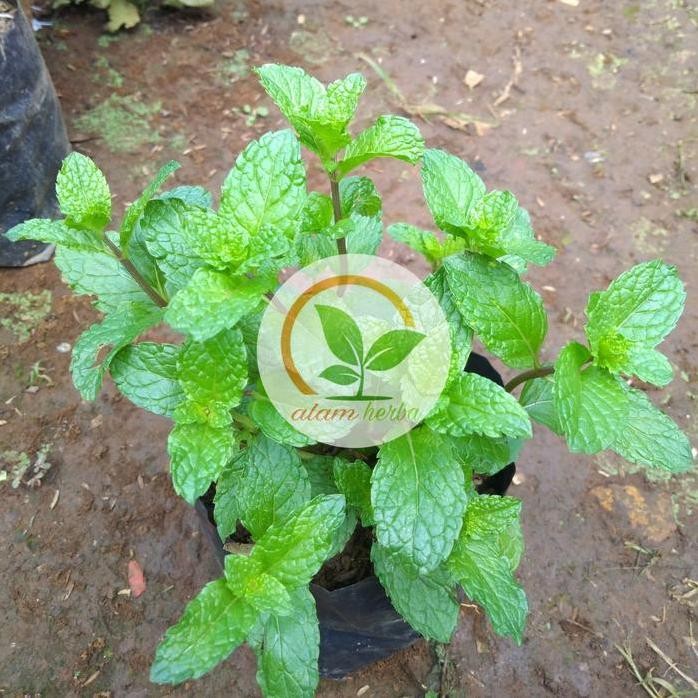 

Terlaris Bibit Tanaman Mint Spearmint Daun Spearmint