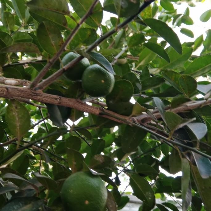 

Terlaris Bibit Jeruk Nipis Super Cepat Berbuah Beli 5 Gratis 1 Kt14