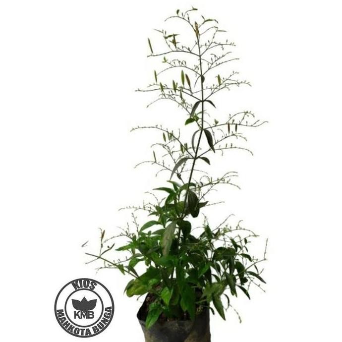 

Terlaris Terlaris!! Bibit Tanaman Sambiloto Daun Sambiloto Best Seller!!