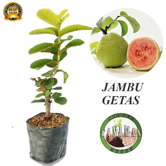 

Terlaris Bibit Pohon Tanaman Buah Jambu Biji Getas Merah