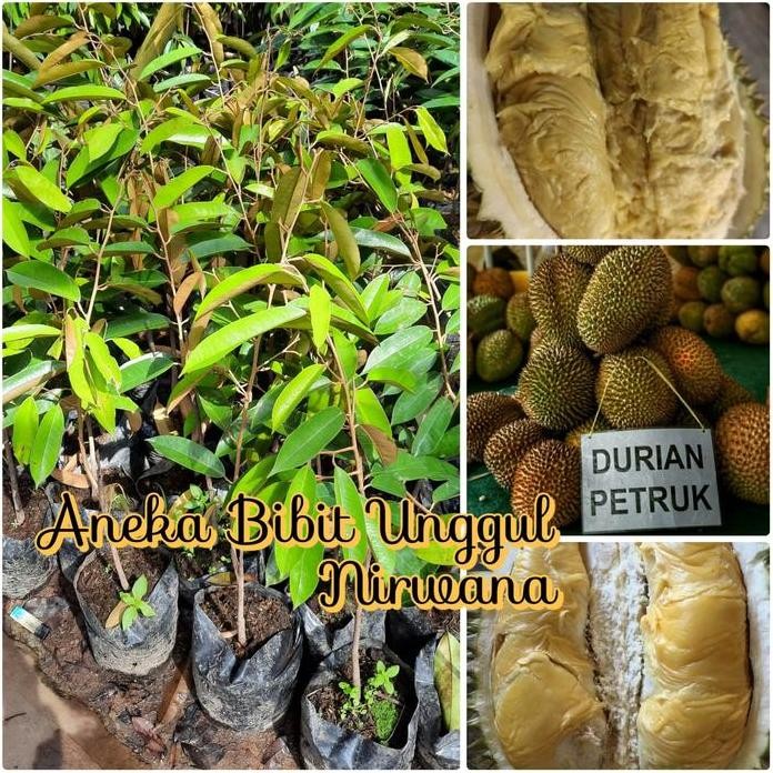 

Terlaris Bibit Durian Petruk Aneka Bibit Unggul Nirwana