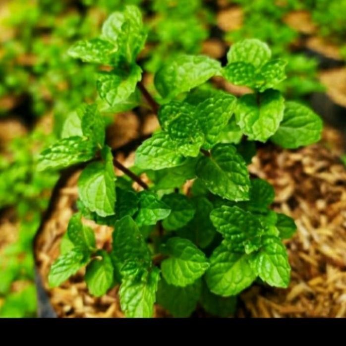

Terlaris Promo 3 Bibit Tanaman Daun Mint Asli Rimbun Banget Bibit Tanaman Super Unggul Asli Original