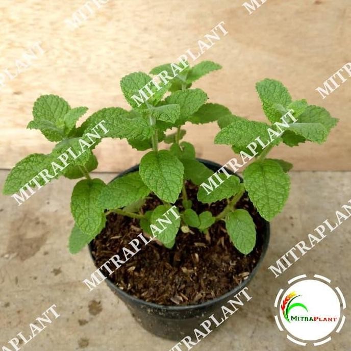 

Terlaris Bibit Tanaman Daun Apple Mint - Tanaman Daun Mint - Tanaman Herbal