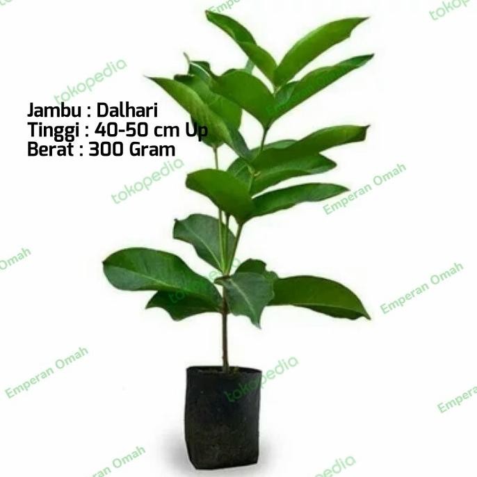 

Terlaris Bibit Tanaman Buah Jambu Dalhari Cccc