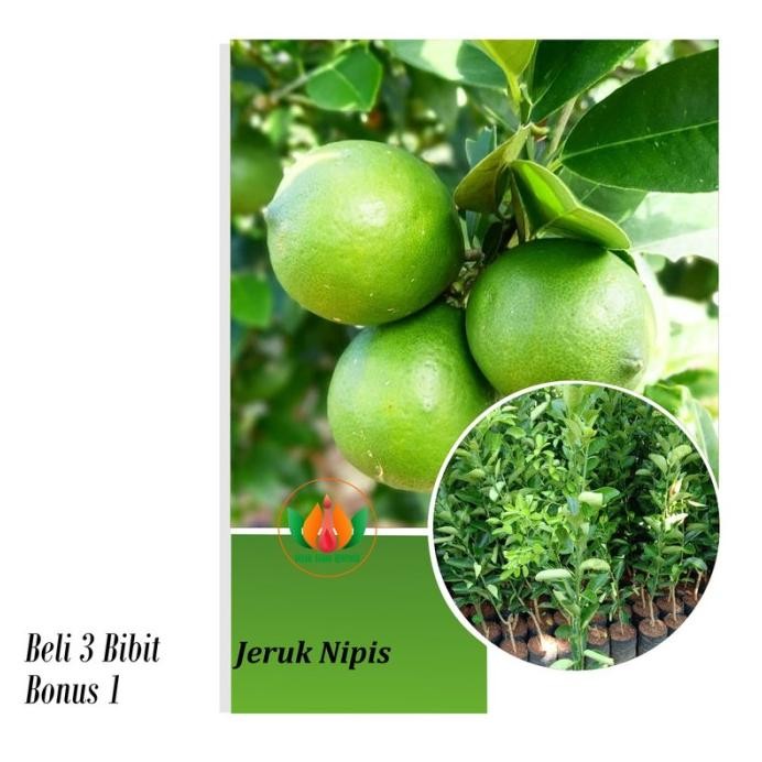 

Terlaris Bibit Tanaman Buah Jeruk Nipis