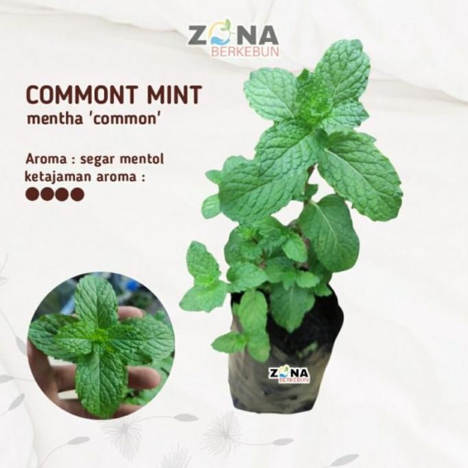

Terlaris Tanaman Daun Mint Commont Mint / Bibit Mint / Pohon Mint / Daun Min