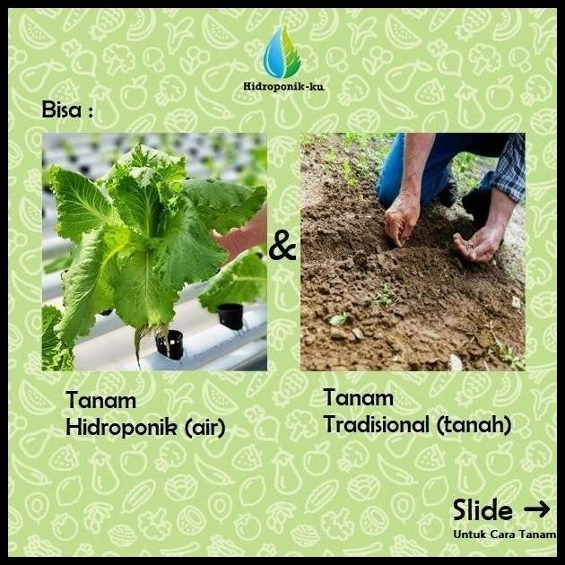 

Terlaris Bibit/ Benih Daun Mint Pepermin (100 Biji) Hidroponik Ku Best Seller