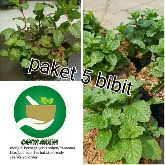 

Terlaris Paket 5 Bibit Tanaman Daun Mint - Daun Spear Mint - Chocolato Mint