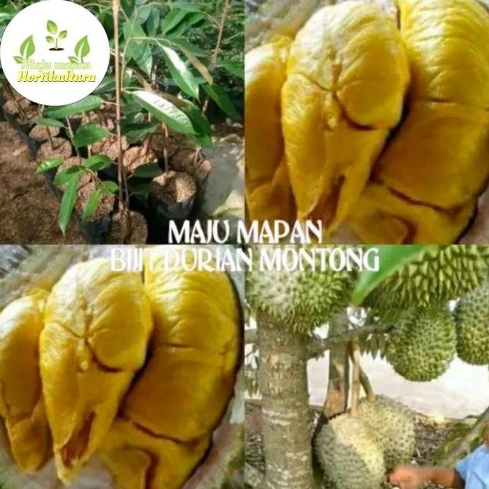 

Terlaris Bibit Durian Montong Super
