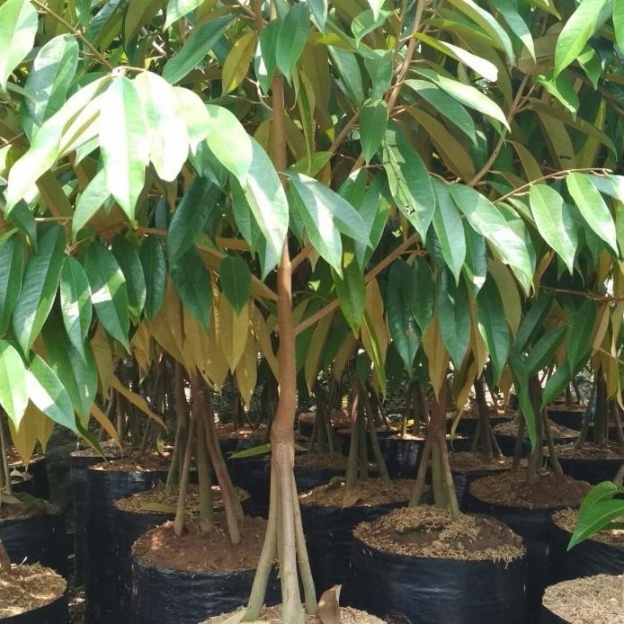 

Terlaris Bibit Tanaman Buah Durian Monthong Kaki 3 Tinggi 1 Meter Super Unggul Tob Premium