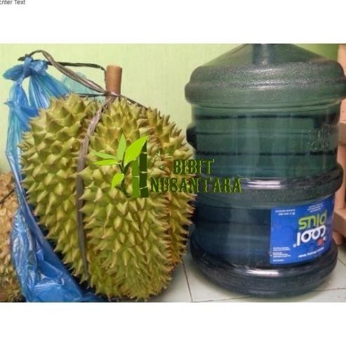 

Terlaris Bibit Durian Bawor Jumbo Super