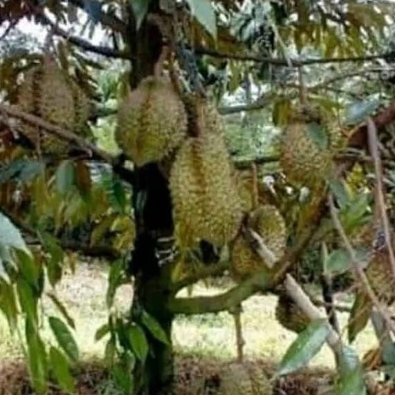 

Terlaris Bibit Durian Musangking