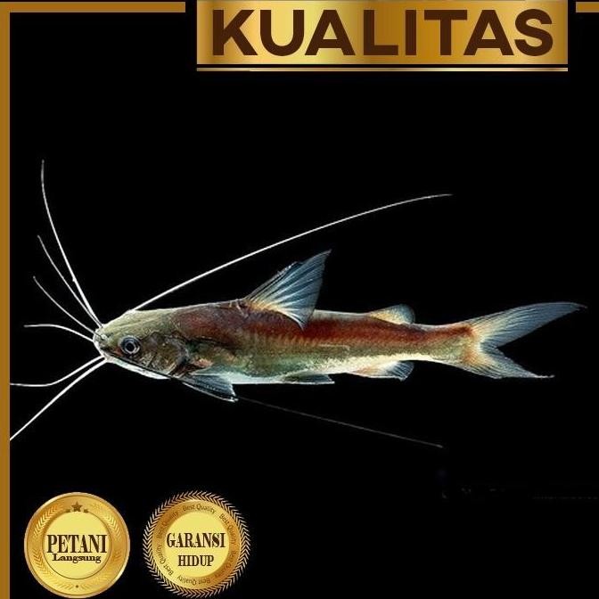 Terlaris Original Mystus Nigriceps Catfish Ikan Hias Predator Hiasan Aquarium Aquascape Kolam Tanama