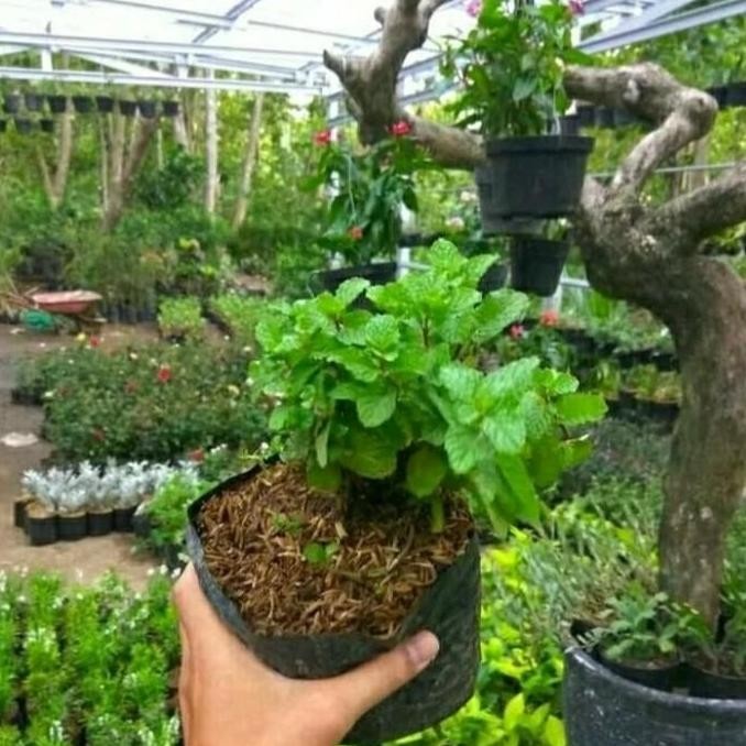 

Terlaris Bibit Daun Mint / Papermint Pepermint