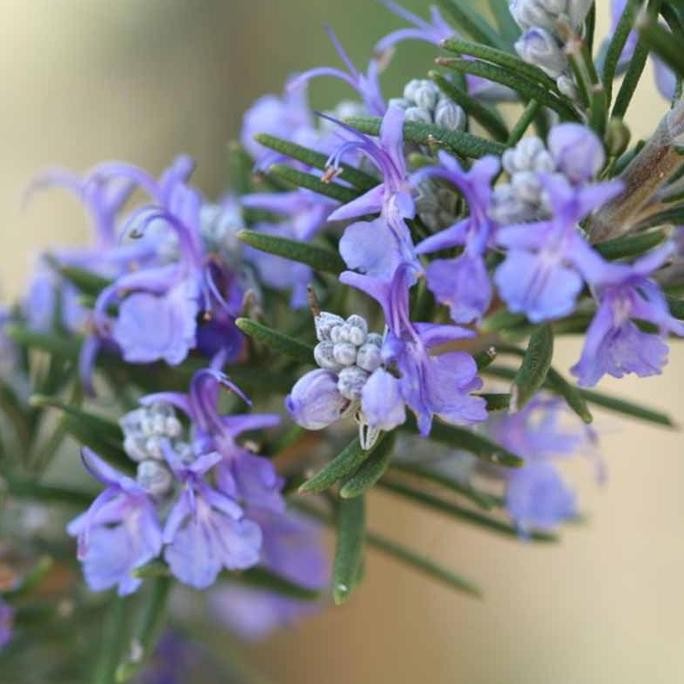 

Terlaris Biji Benih Bibit Bunga Rosemary Herb