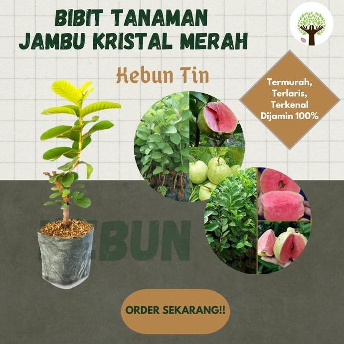 

Terlaris Bibit Tanaman Buah Jambu Kristal Merah Okulasi Bisa Berbuah Dalam Pot