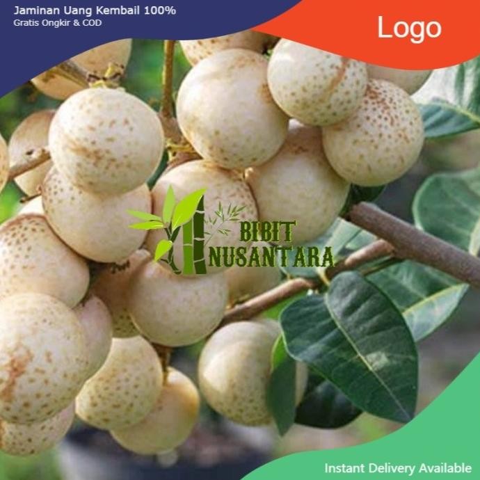 

Terlaris Bibit Kelengkeng Aroma Durian