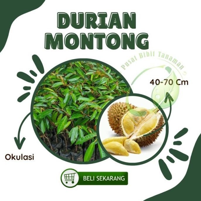 

Terlaris Bibit Durian Montong Tanaman Buah Siap Tanam Cepat Berbuah