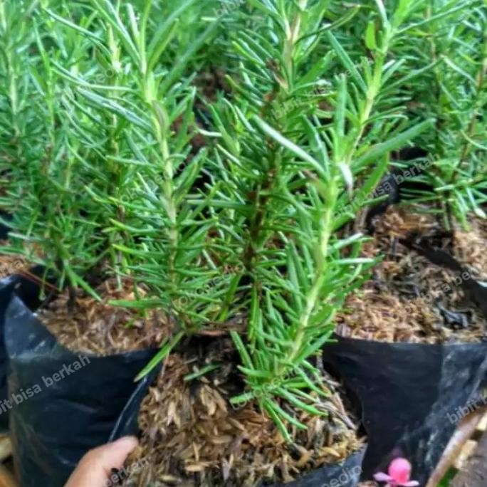 

Terlaris Benih Bibit Tanaman Rosemary Asli Original Unggul