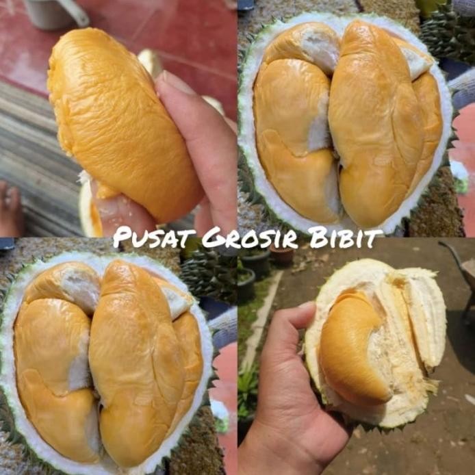 

Terlaris Bibit Tanaman Durian Ochee Duri Hitam
