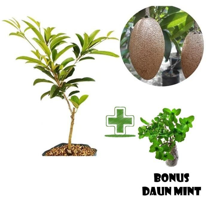 

Terlaris Tanaman Buah Sawo Mentimun Jumbo Bonus Bibit Daun Mint