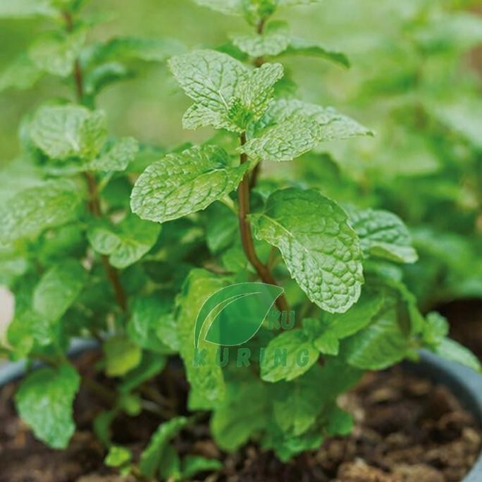 

Terlaris Bibit Tanaman Daun Mint Asli