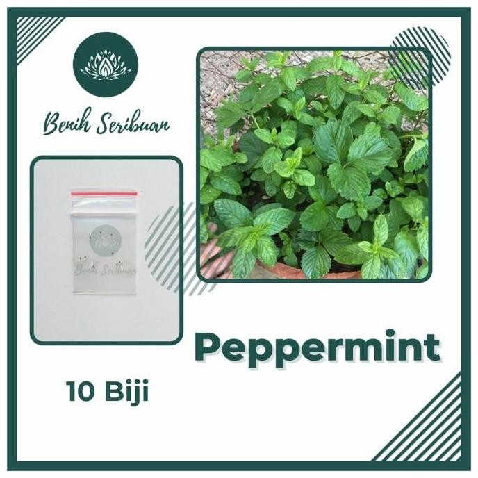 

Terlaris 10 Benih Herbal Peppermint Bibit Daun Mint Tanaman Hidroponik Best Seller