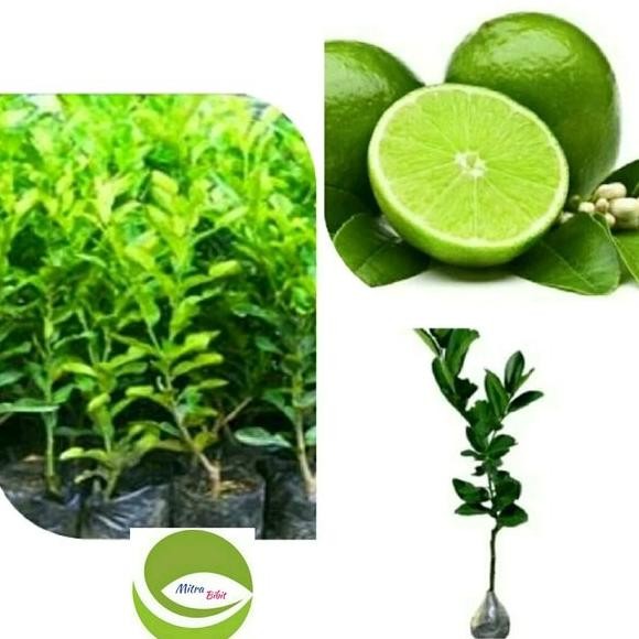 

Terlaris Bibit Unggul Tanaman Buah Jeruk Nipis-Pohon Buah Jeruk Nipis Bb90