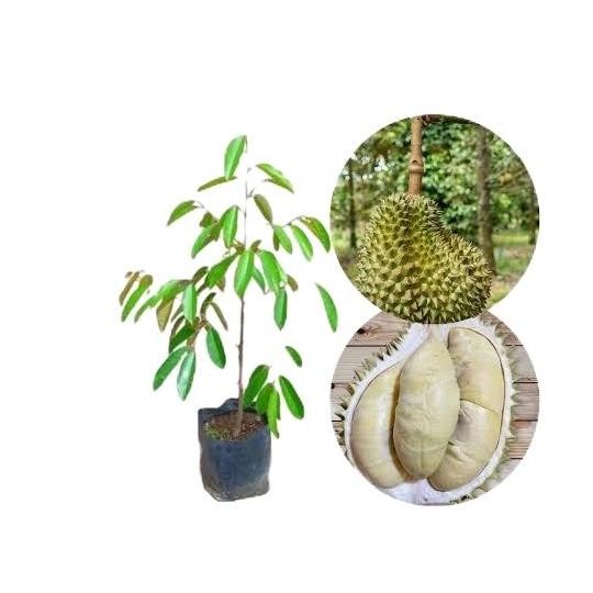 

Terlaris Bibit Durian Namlung Artificial - Siap Kirim