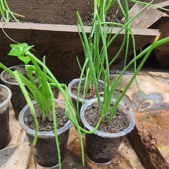 

Terlaris Bibit Bawang Merah Siap Tanam