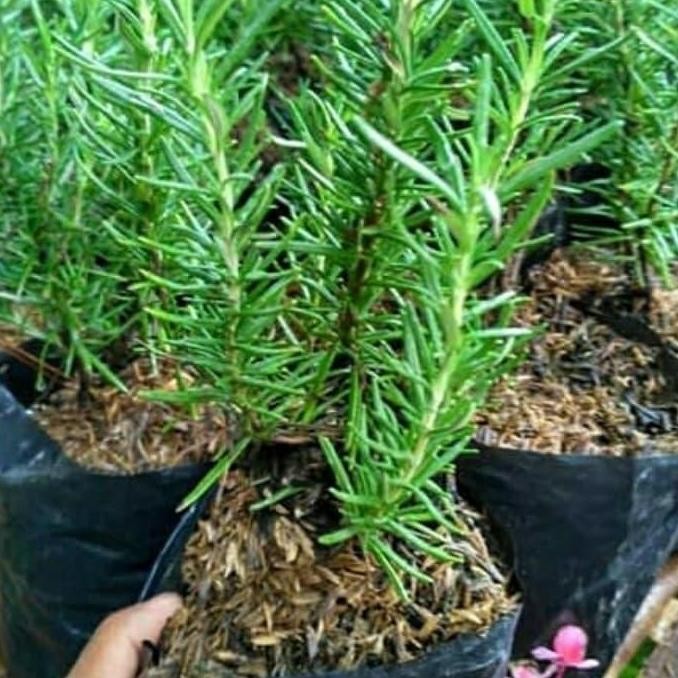 

Terlaris Bibit Tanaman Herbal Rosemary