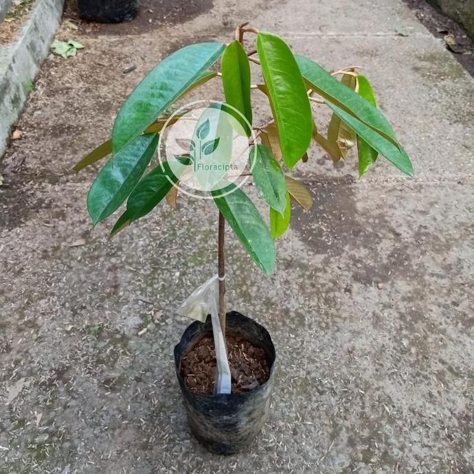 

Terlaris Bibit Pohon Durian Musangking/Tanaman Buah Duren/Musang King Tunggal