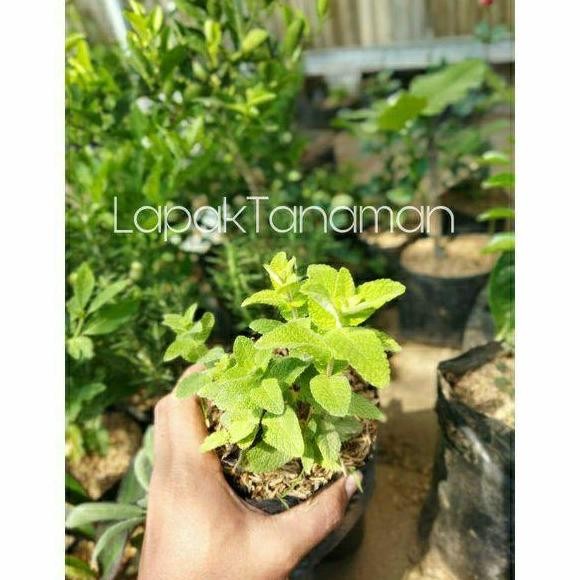 

Terlaris Bibit/Benih Tanaman Appel Mint /Daun Mint Beraroma Apel