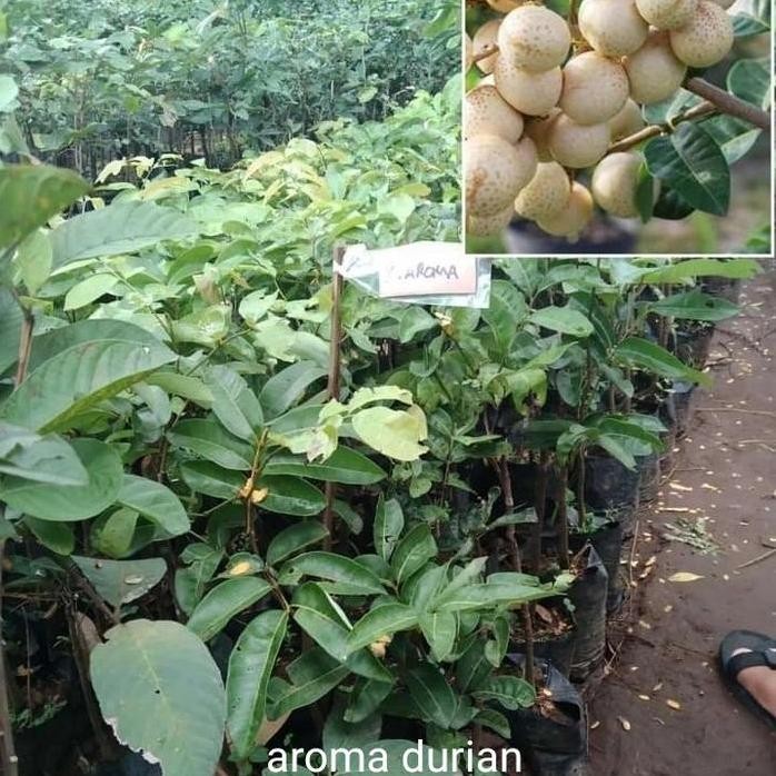 

Terlaris Bibit Tanaman Buah Klengkeng Aroma Durian Okulasi Cepat Berbuah