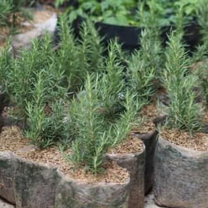 

Terlaris Bibit Tanaman Rosemary - Pohon Rosemary - Tanaman Herbal Kualitas