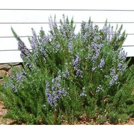

Terlaris Bibit Pohon Rosemary/Tanaman Rosemary - Rosmary