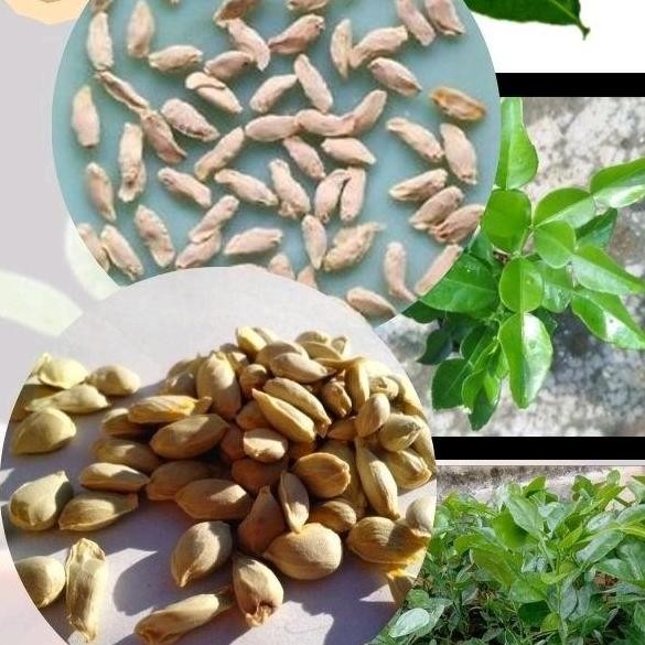 

Terlaris Benih Jeruk Purut Unggul - Tanaman Dapur Dengan Daun Dan Buah Segar - Bibit, Bawang, Pupuk, Merah