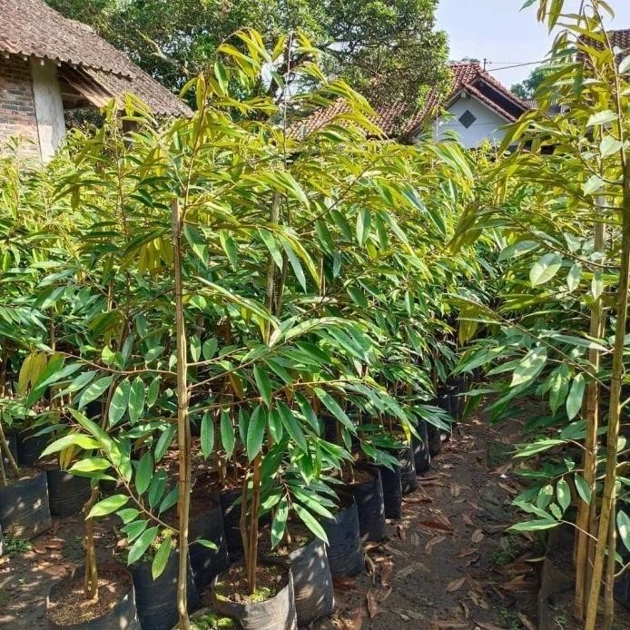 

Terlaris Pohon Bibit Durian Musang King Tinggi 1,5 M