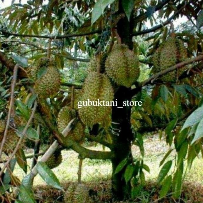 

Terlaris Bibit Durian Musangking Bisa Berbuah Dalam Pot Cocok Di Halaman Rumah