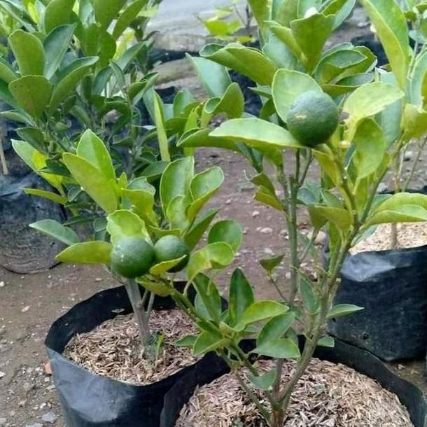 

Terlaris Harga Di Banting Terlaris Bibit Jeruk Nipis Unggul Unggulan