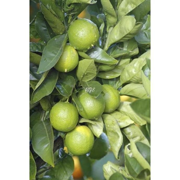 

Terlaris Super Best Lt0 Bibit Tanaman Buah Jeruk Nipis Bibit Unggul Int3R