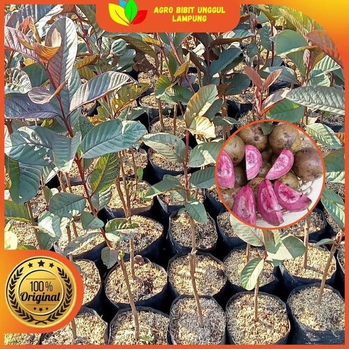 

Terlaris Bibit Jambu Merah Australia Asli Tanaman Okulasi Cepat Berbuah