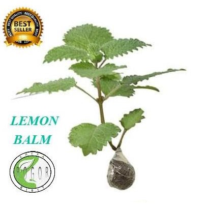 

Terlaris Bibit Tanaman Daun Lemon Balm Mint Herbal Mellisa
