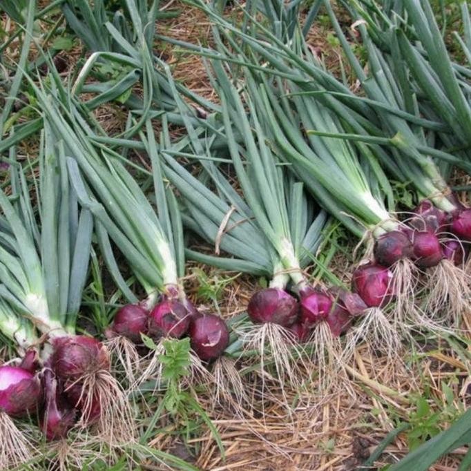 

Terlaris Benih Bibit Bawang Merah Cap Panah Merah - Eceran