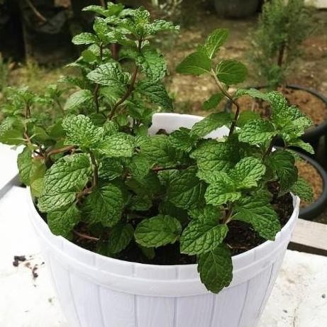 

Terlaris Bibit Daun Mint Hidup Siap Tanam/Benih Tanaman Daun Mint Fres Murah