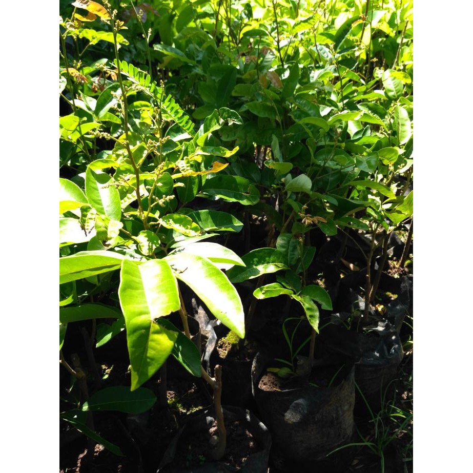 

Terlaris Bibit Klengkeng Aroma Durian Berbunga