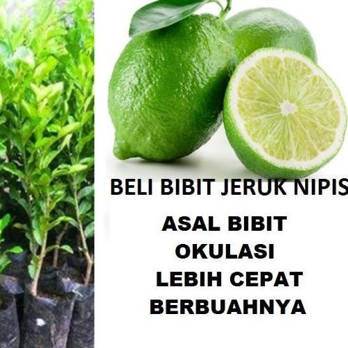 

Terlaris Bibit Jeruk Nipis/Tanaman Buah Jeruk Nipis Atv